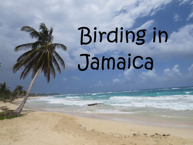 Birding in Jamaica