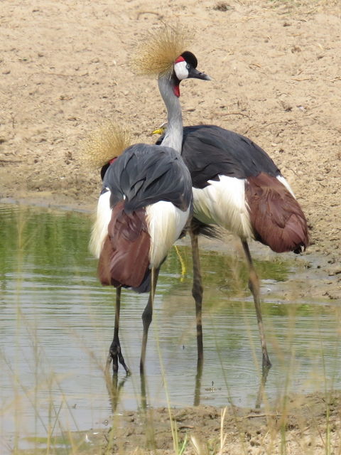 Grey Crowned Cranes