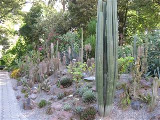 Cactus collection