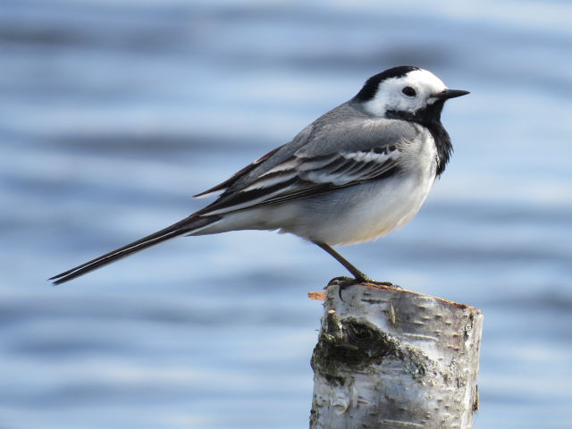 White Wagtail
