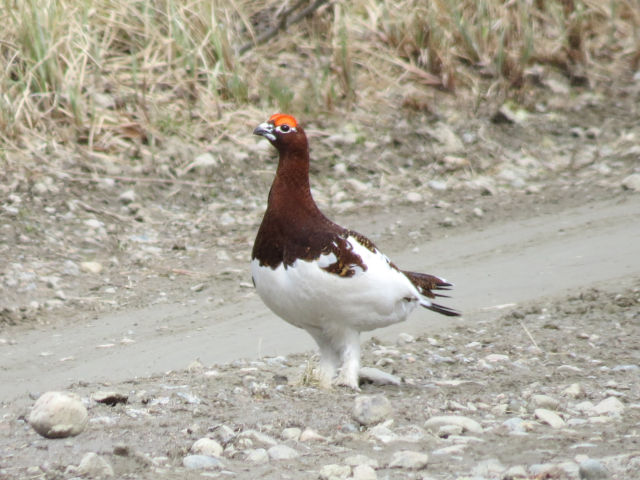 Willow Ptarmigan