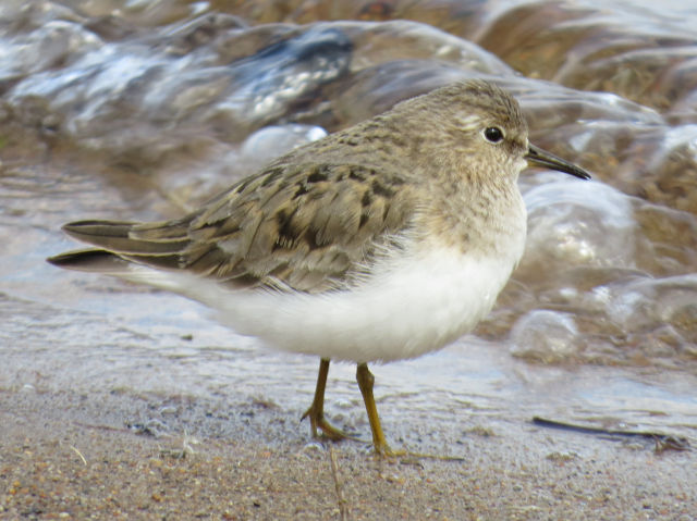 Temminck's Stint