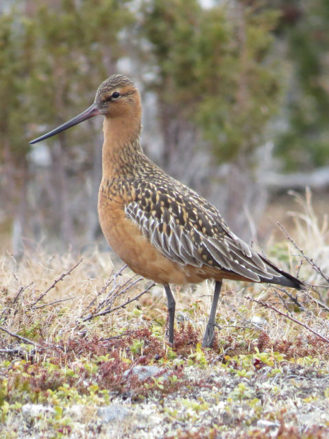Bar-tailed Godwit