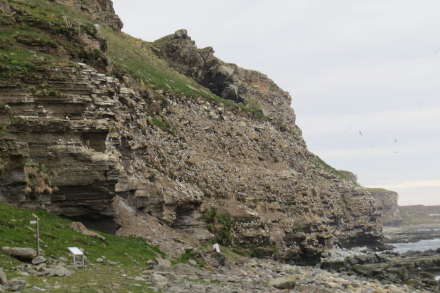 Kittiwake nesting colony