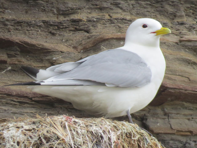 Black-legged Kittiwake
