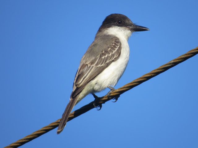 Loggerhead Kingbird